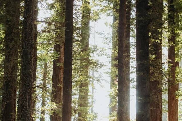 Photos in the redwoods