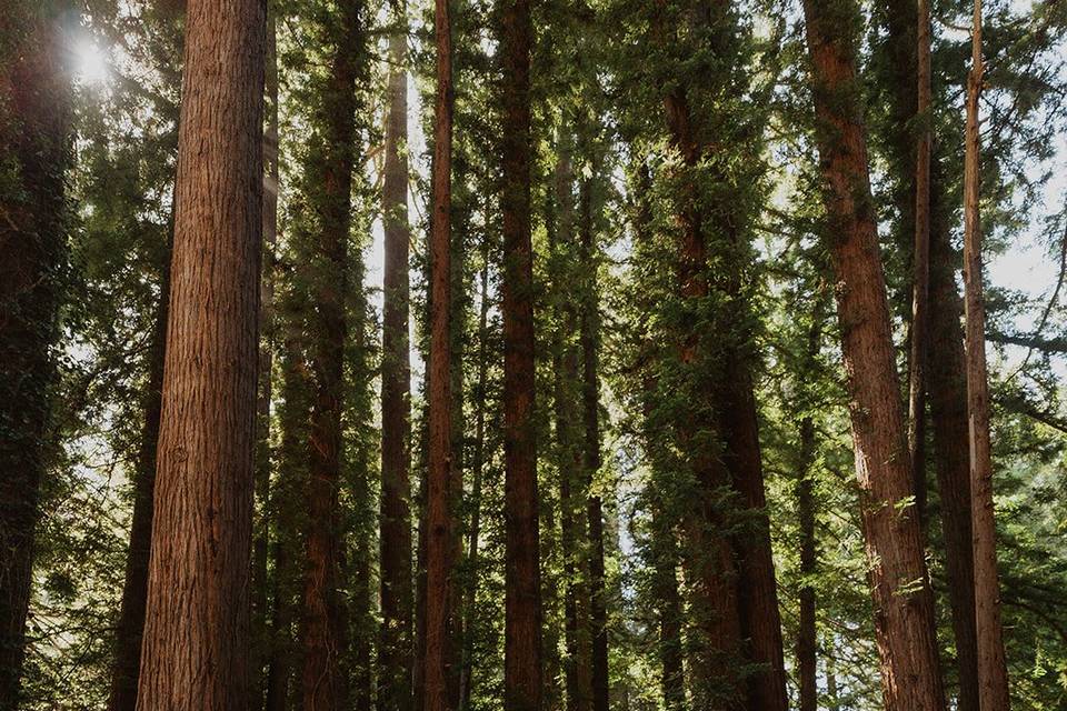 Redwood portraits