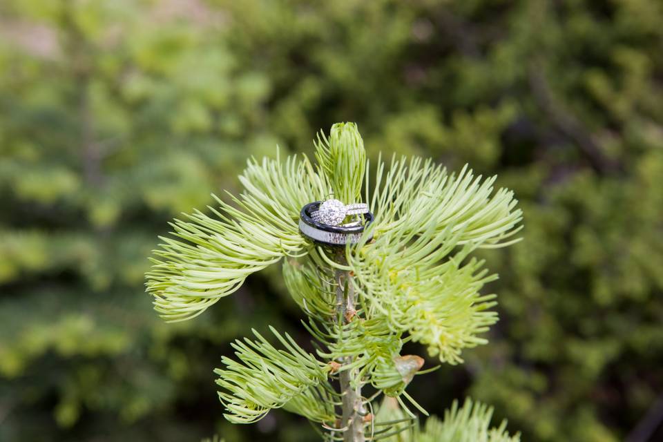 Wedding rings sitting on pine