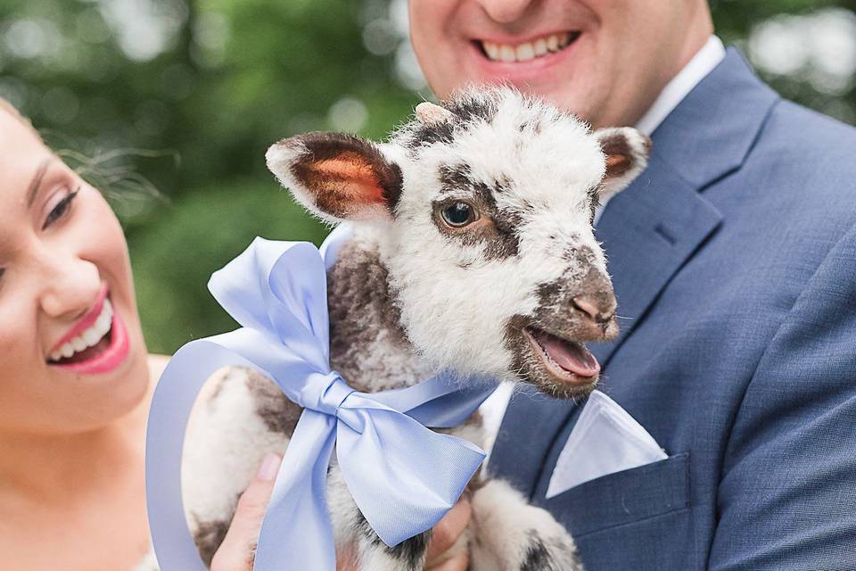 Wedding lamb