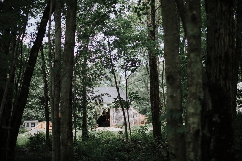 The woods | Sarah Morrill Photography