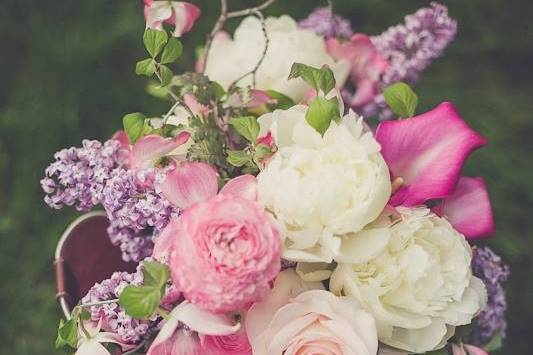 Lisa Wise Photography