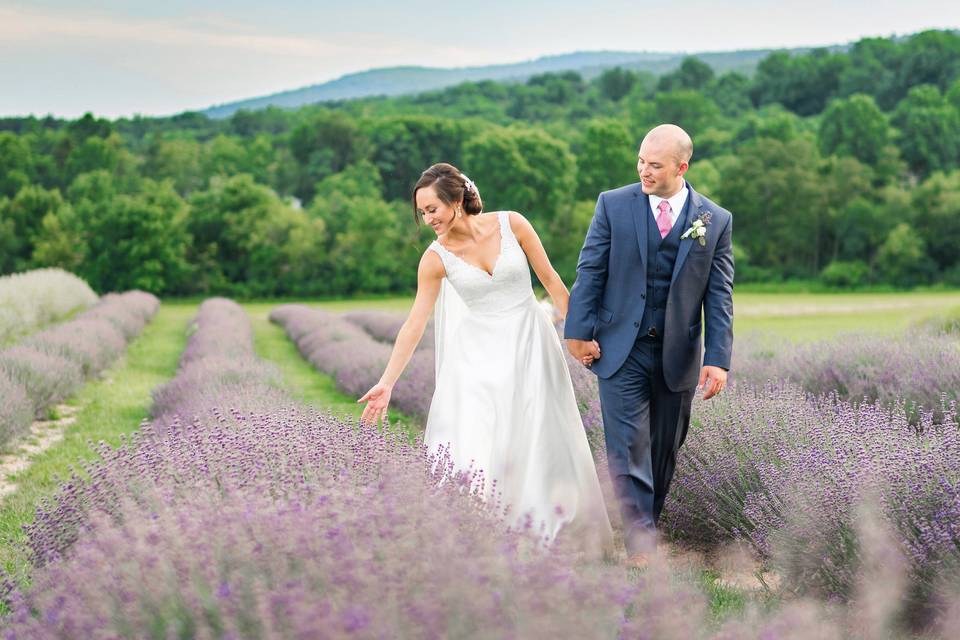 Lavender fields at Springfield Manor Winery and Distillery