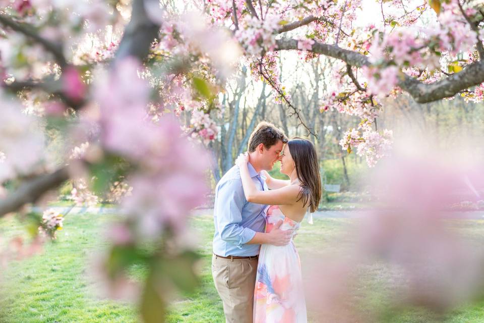 Cherry blossoms at Meadowlark Botanical Garden