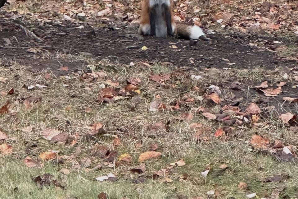 Foxy Neighbor