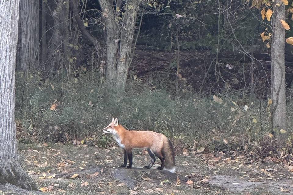 Foxy Neighbor