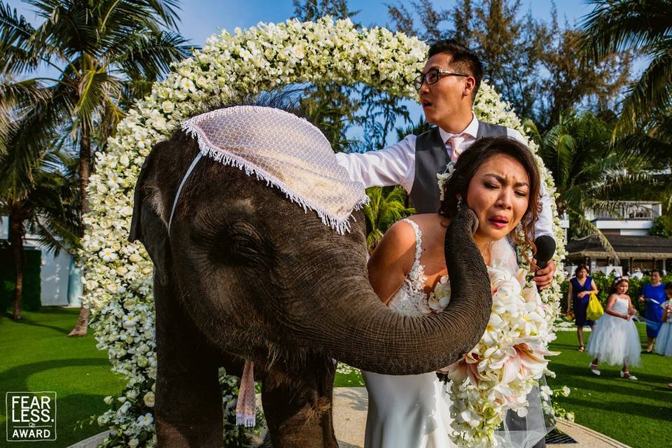 Elephant kisses bride