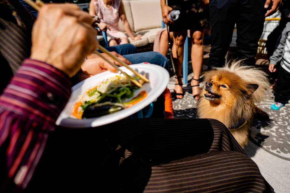 Dog looks at veggies