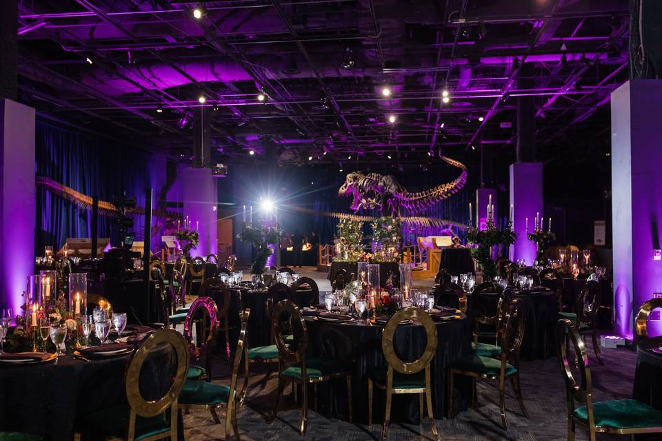 Reception in DinoDigs