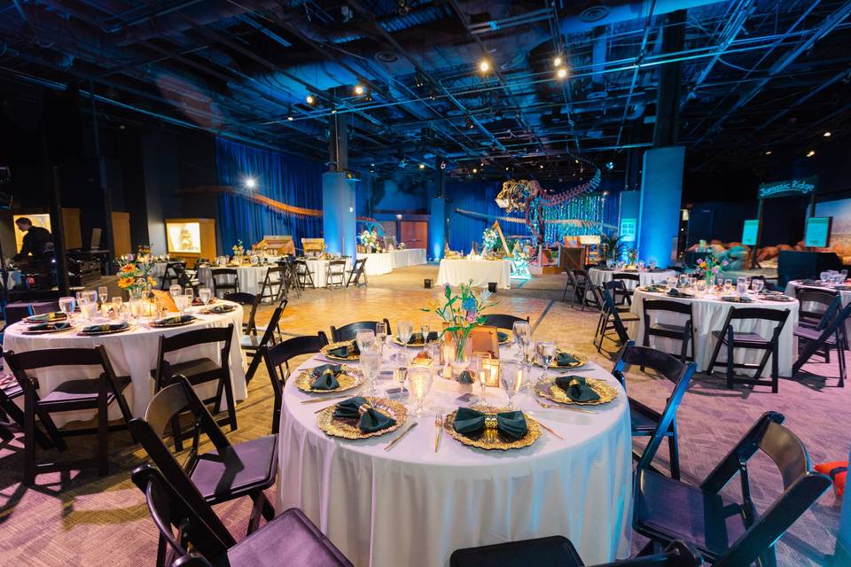 Reception in DinoDigs