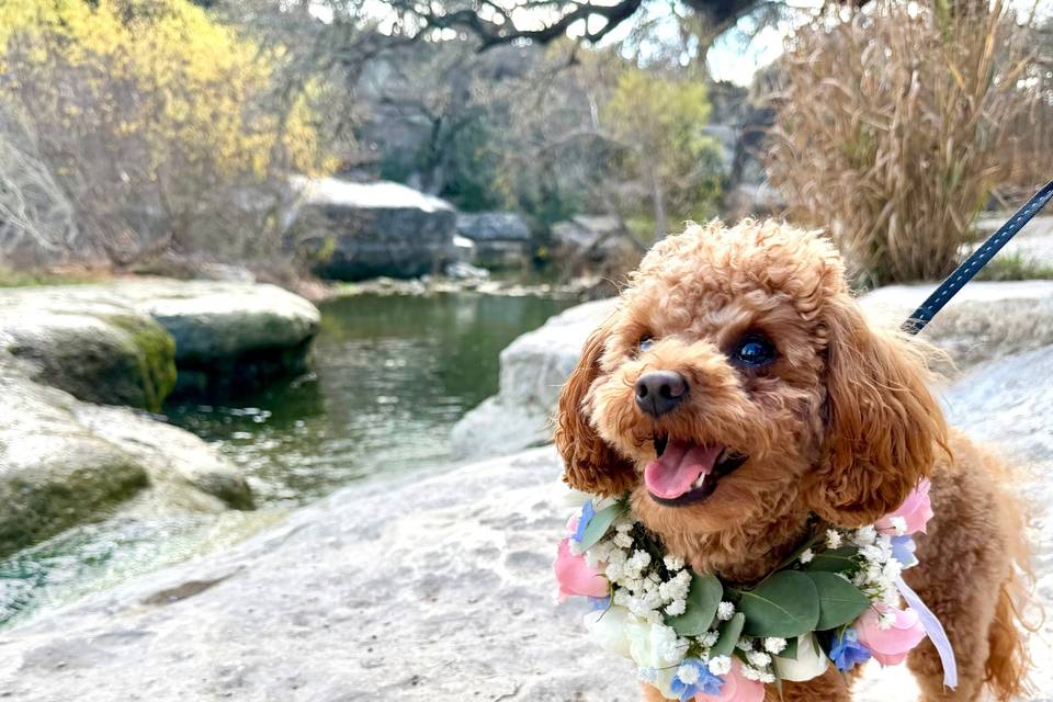 Bark & Bride Wedding Pet Care