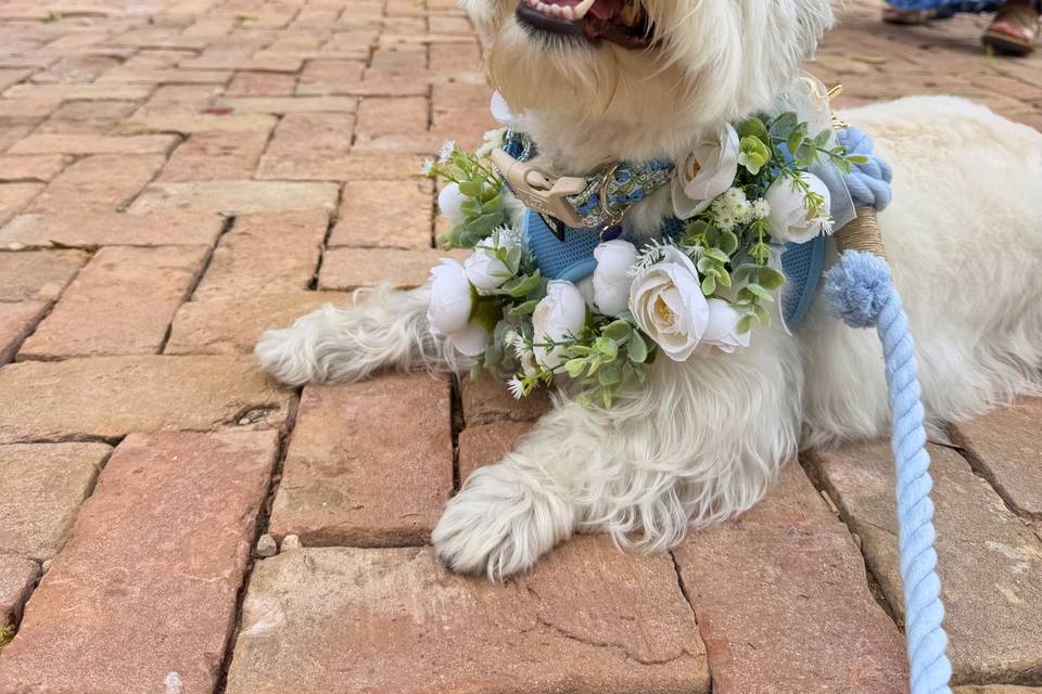 weddingpro9.jpg