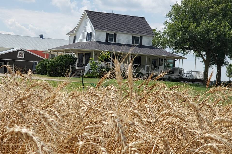 Amber Waves of Grain