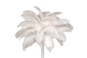 Ostrich Feather CenterpieceCheck out our website for our complete inventory, with prices!