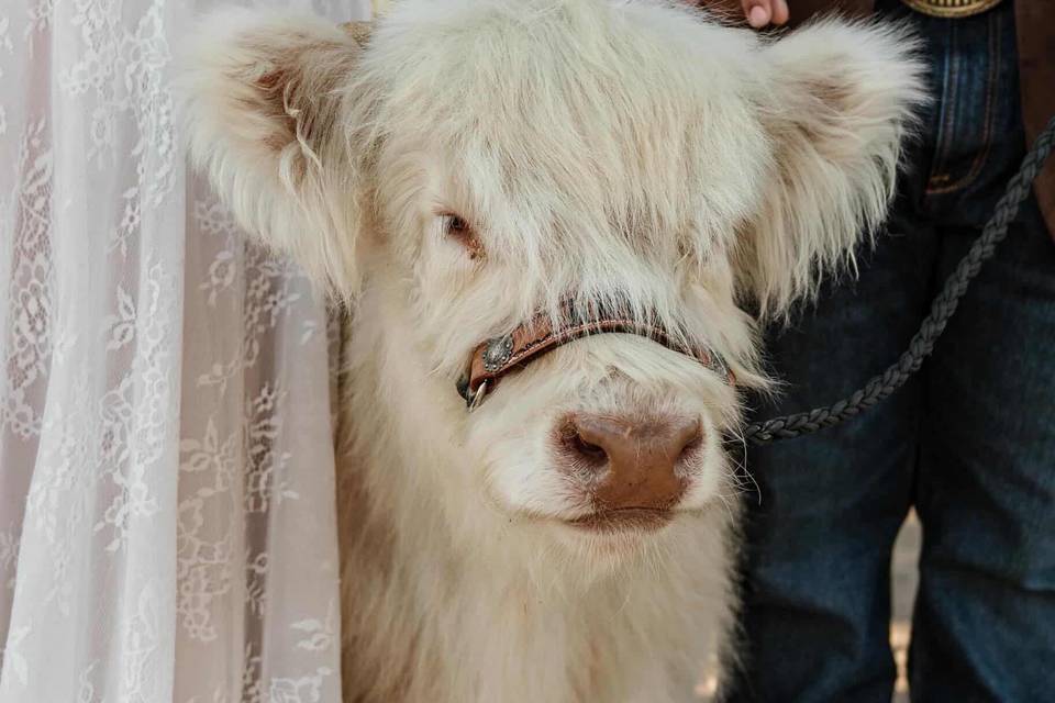 Udderlycaptured, LLC