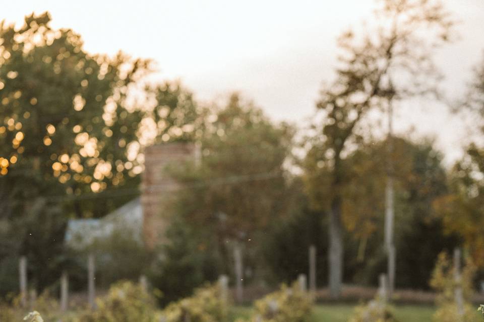Vinyard