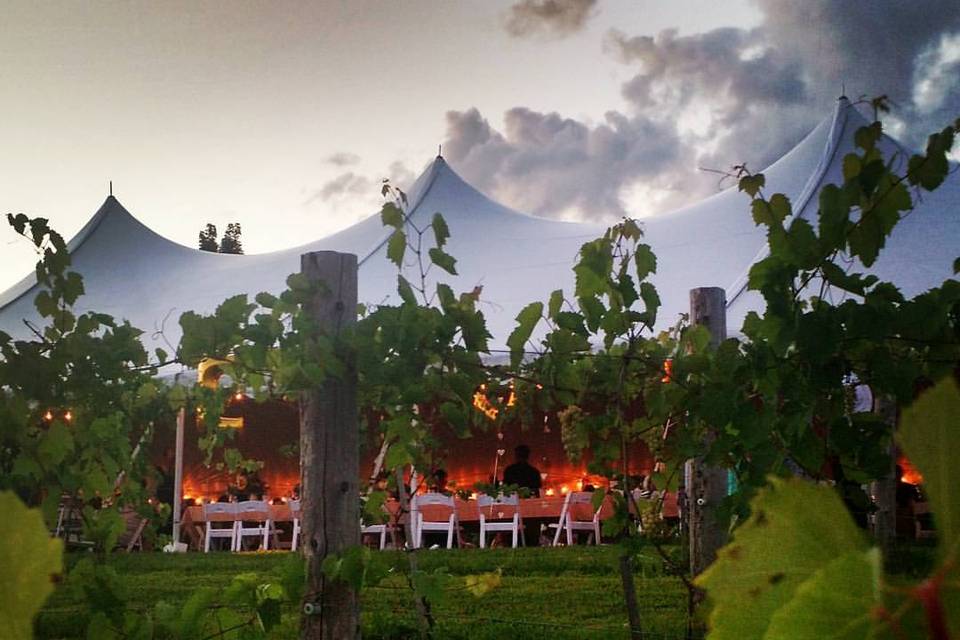 Tent Reception near Vinyard