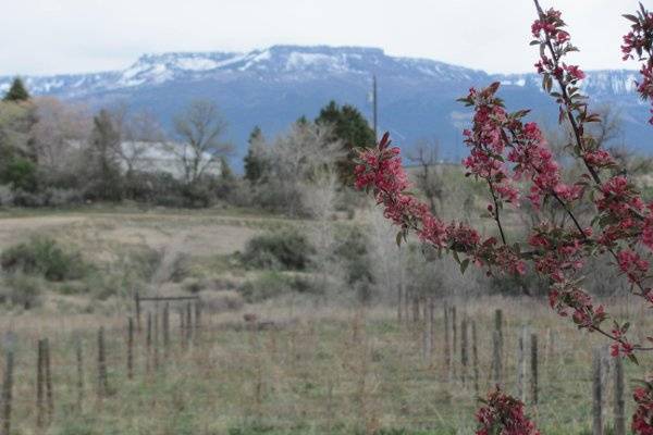 This is a spring view of the Grand Mesa from the Wedding House in Palisade. With the vineyards in the foreground and the mountains in the distance, you can see why this is a perfect setting for your country wedding or event.