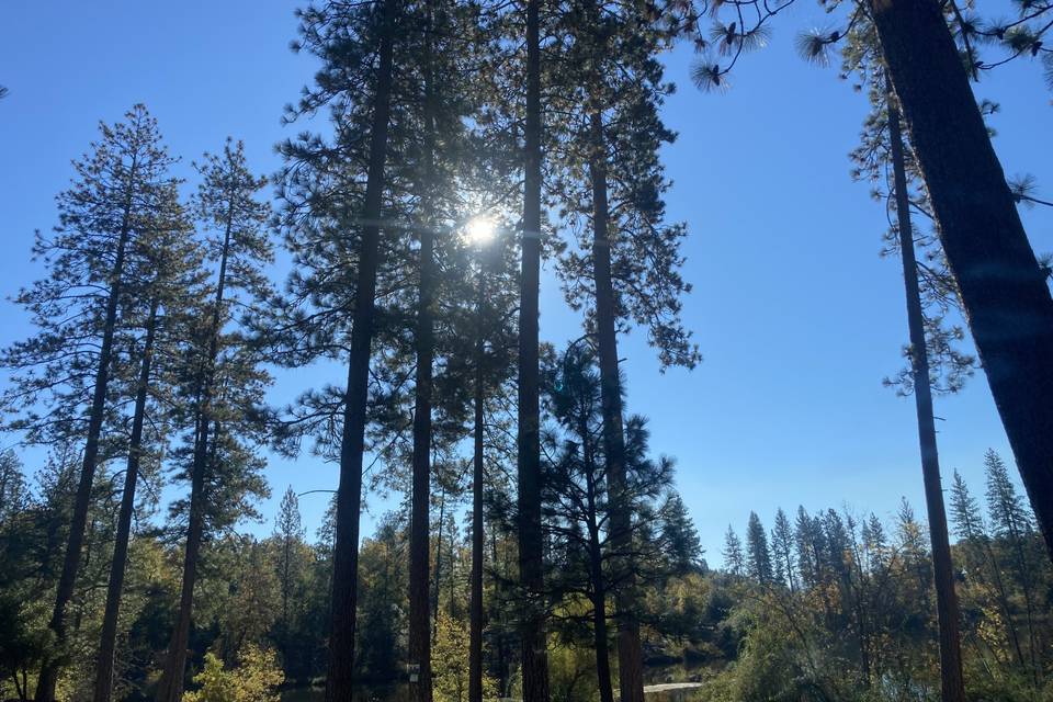 Bass Lake Dream Wedding