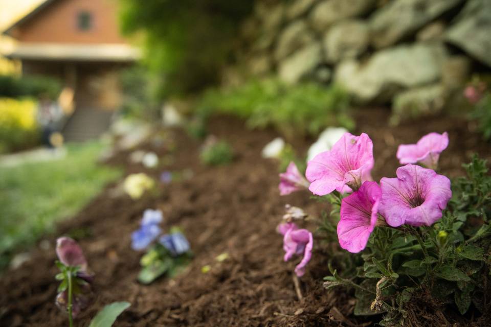 Spring Flowers