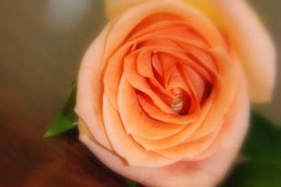 TMFPHOTOGRAPHY