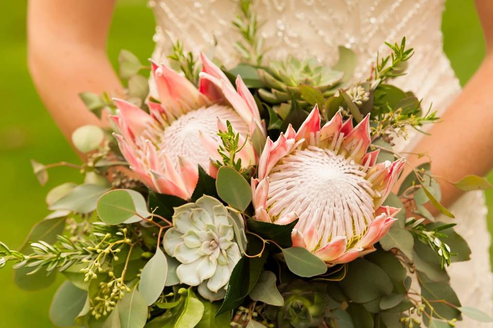 For the love of protea
