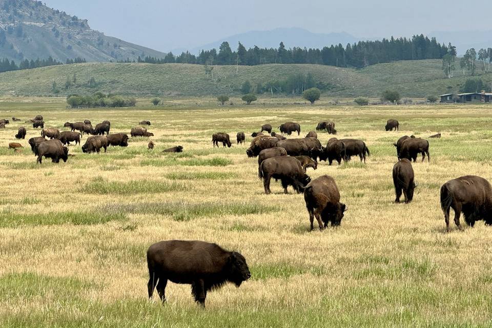 Grand Tetons, WY
