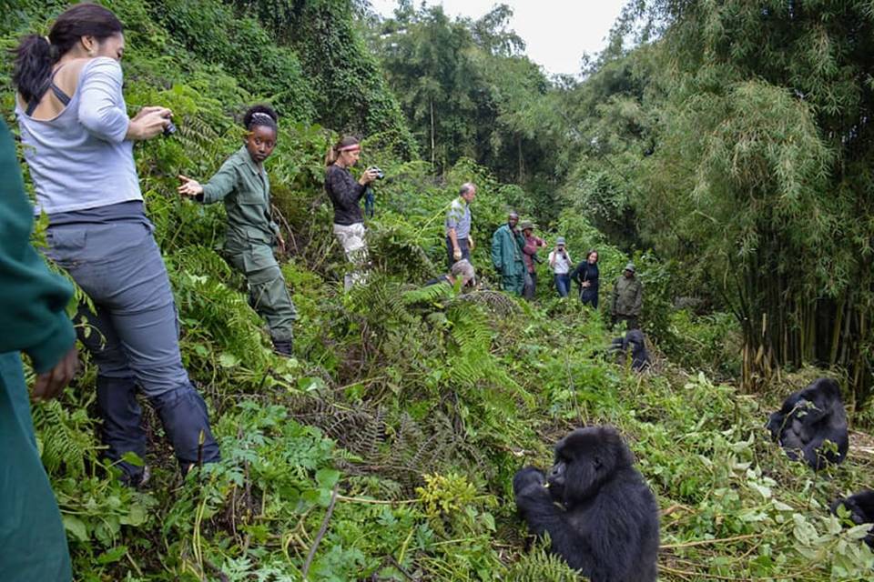 Gorilla Trekking, Uganda
