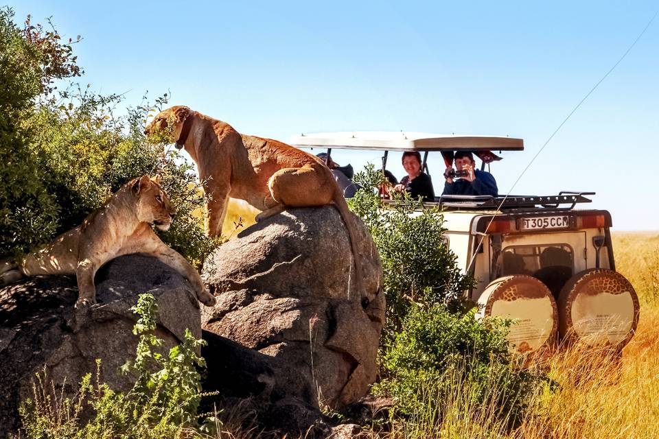 Lion Safari, Uganda, Africa