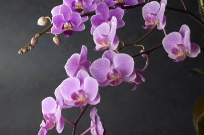 Potted orchids can be a great wedding flower.  They are our specialty!  We have all kinds of gorgeous pots and containers that are perfect for wedding settings.