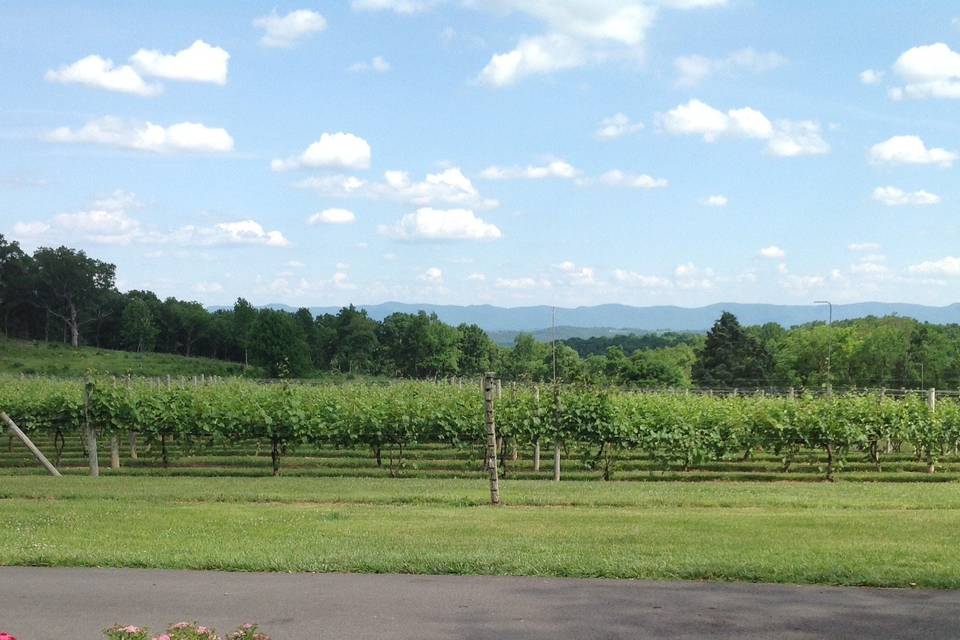 Vineyards