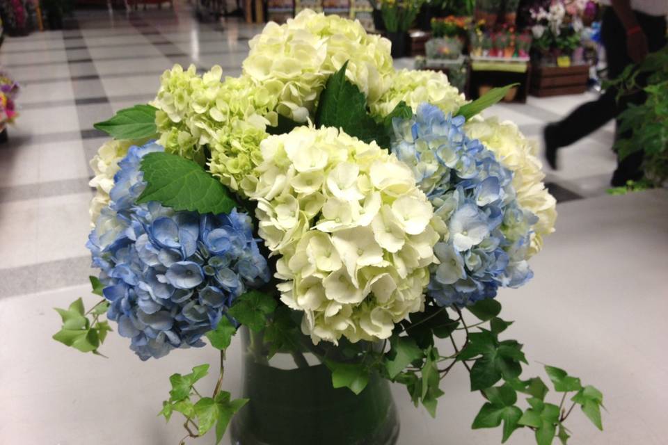 White and blue hydrangeas