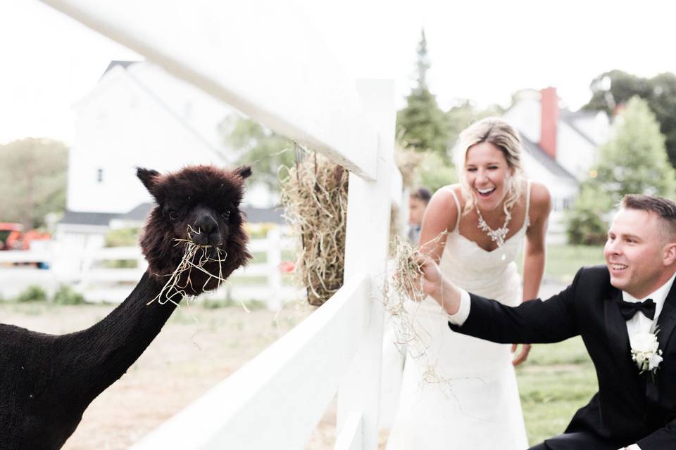 Couple with farm animals