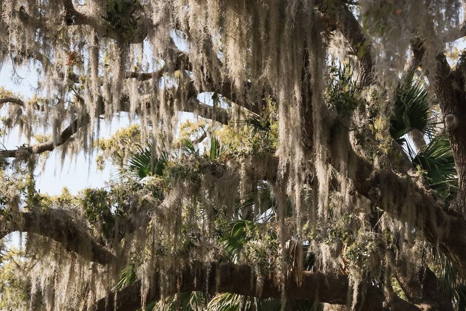 Tree ceremony