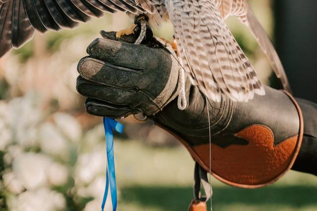 Marty the falcon holding rings