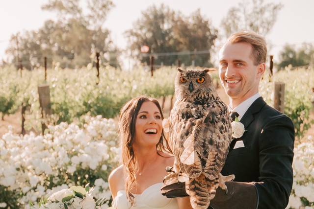 Groom hold owl