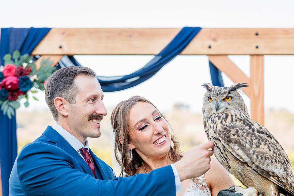 Groom pets owl