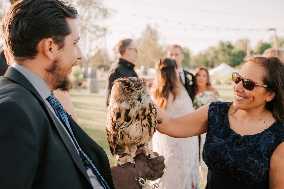 Owl meet and greet