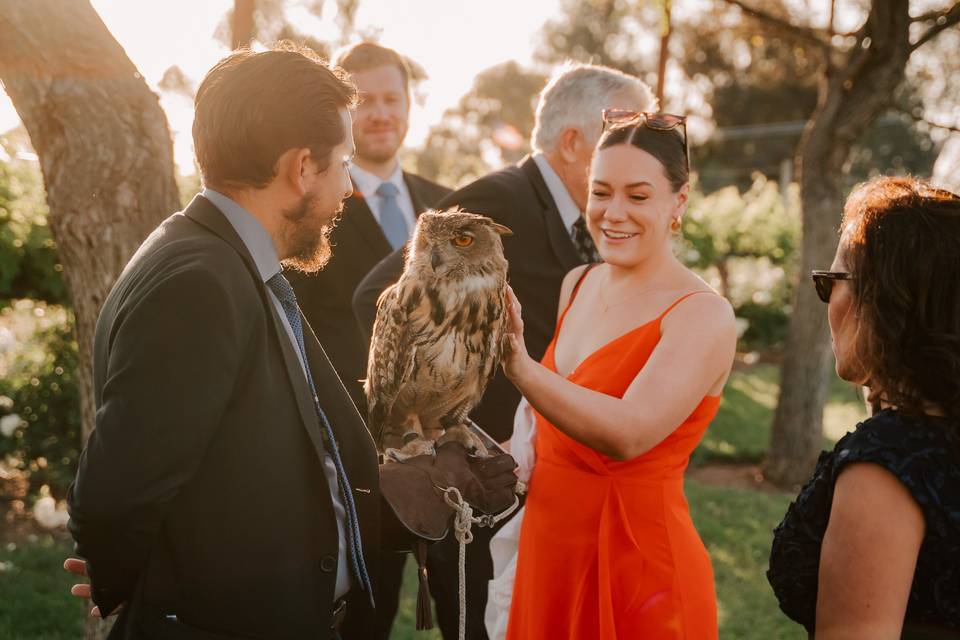 Owl with wedding guests