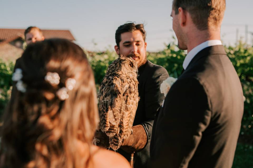 Owl at wedding reception