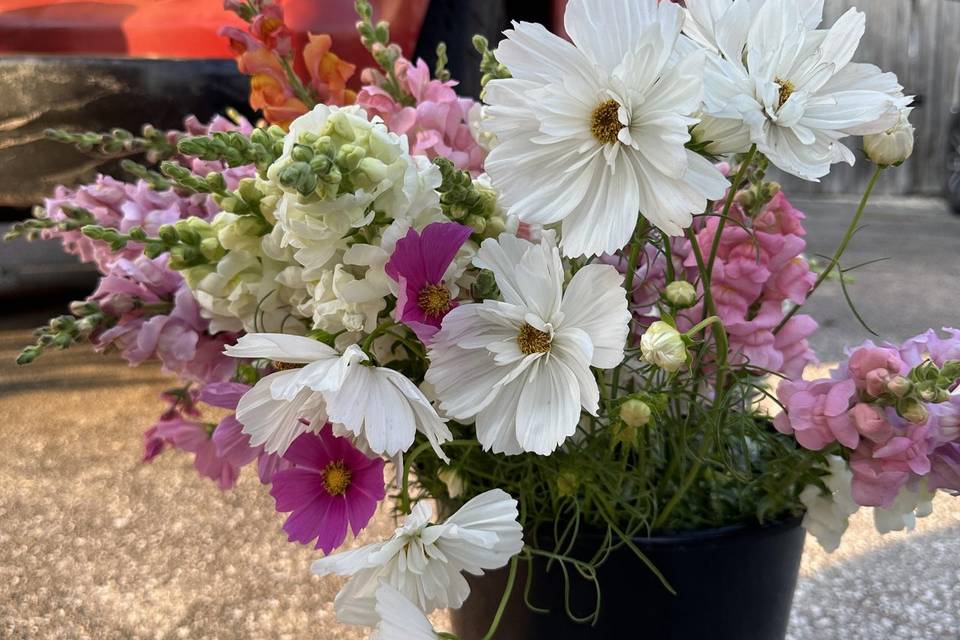 Three Sweet Peas