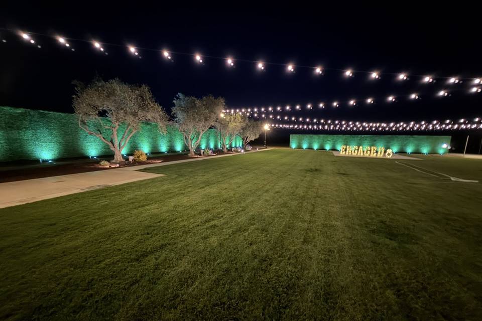 Olive Trees