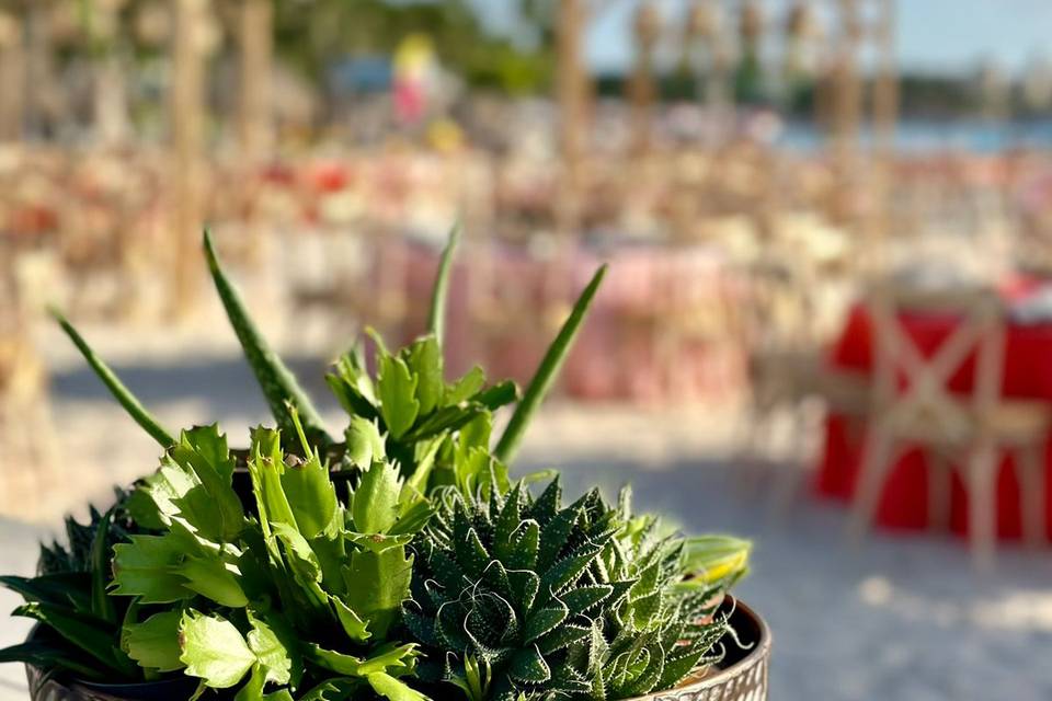 Cactus centerpiece