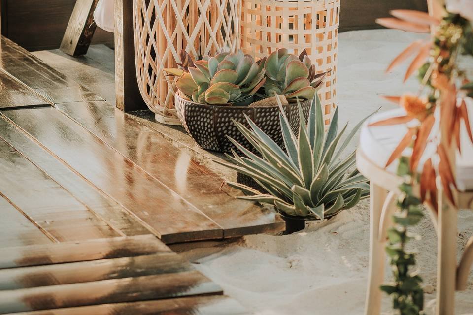 Cacti decor