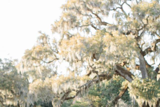 Anna Taylor Photography