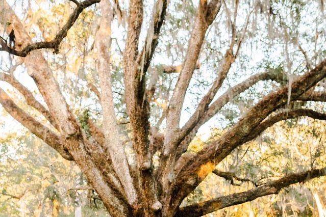 The Wedding Tree