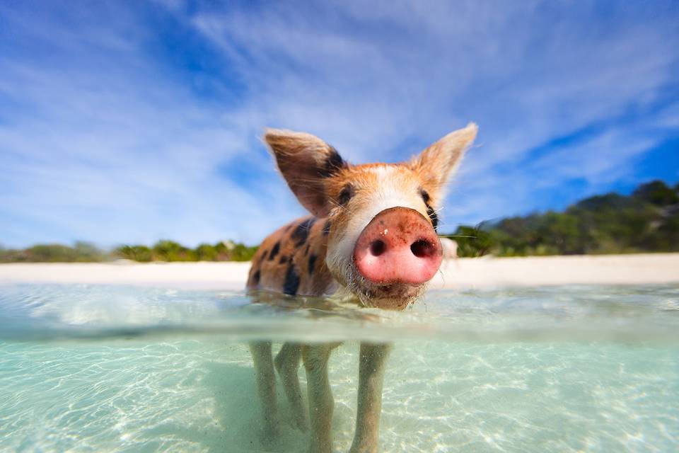 Swim with the Pigs