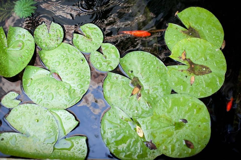 The Atrium pond