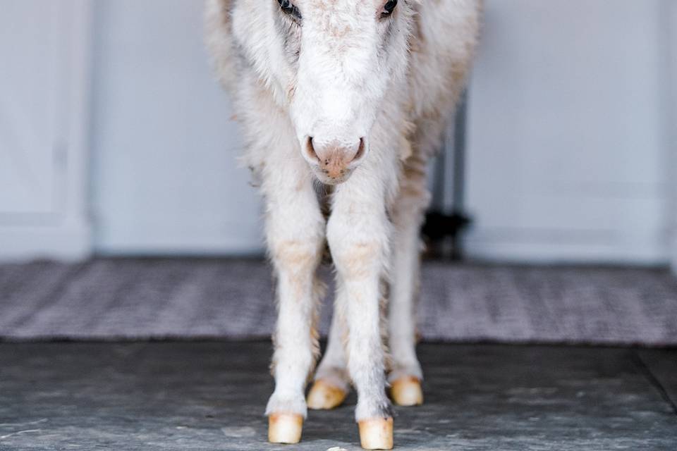 Mini donkey