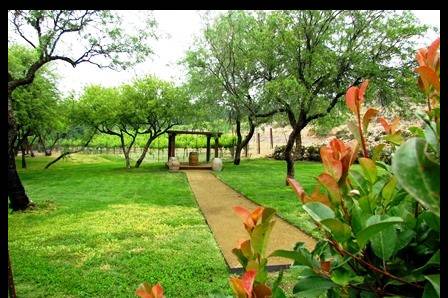 Javelina Leap Mesquite garden